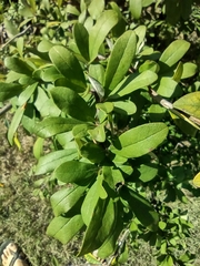 Sideroxylon lanuginosum