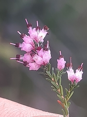 Erica opulenta