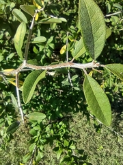 Sideroxylon lanuginosum