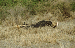 Syncerus caffer caffer