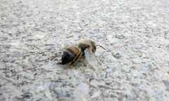 Apis mellifera
