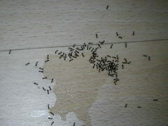 Tetramorium caespitum