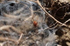 Erythraeoidea