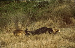 Syncerus caffer caffer