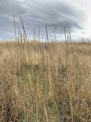 Thinopyrum intermedium