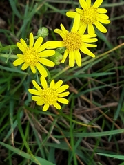 Senecio inaequidens