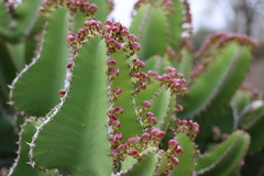 Euphorbia cooperi