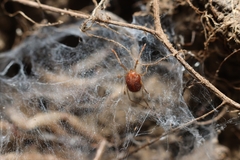 Erythraeoidea
