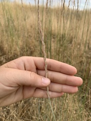 Thinopyrum intermedium