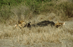 Syncerus caffer caffer