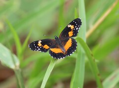 Chlosyne lacinia adjutrix