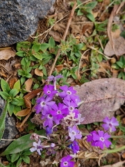 Glandularia aristigera