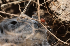 Erythraeoidea
