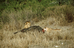 Syncerus caffer caffer