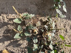 Amaranthus viridis