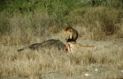 Syncerus caffer caffer