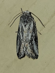 Aleptina junctimacula