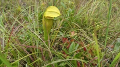 Sarracenia alata