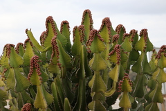 Euphorbia cooperi