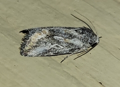 Aleptina junctimacula