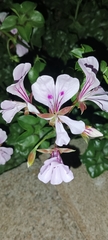 Pelargonium peltatum