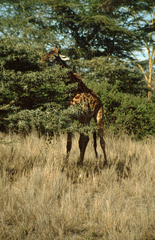Giraffa camelopardalis tippelskirchi