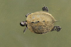 Graptemys pseudogeographica