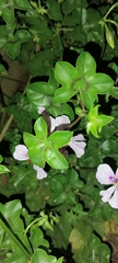Pelargonium peltatum