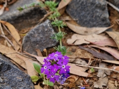 Glandularia aristigera