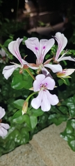 Pelargonium peltatum