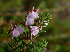 Erica manipuliflora