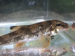Alabama Hog Sucker photo 5