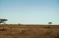 Panthera leo melanochaita