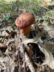 Baorangia