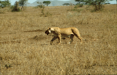 Panthera leo melanochaita