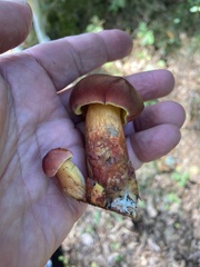 Baorangia