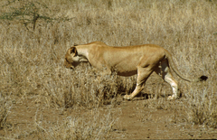 Panthera leo melanochaita