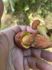 Baorangia