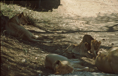 Panthera leo melanochaita