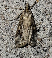 Loxostege allectalis