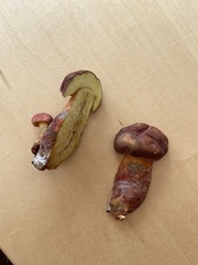 Baorangia