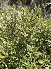 Morella quercifolia