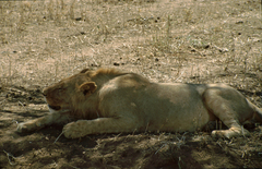 Panthera leo melanochaita