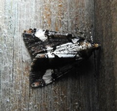 Pseudocoremia leucelaea