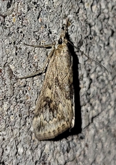 Loxostege allectalis