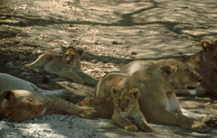 Panthera leo melanochaita