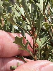 Morella quercifolia
