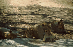 Panthera leo melanochaita