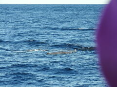 Physeter macrocephalus