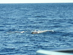 Physeter macrocephalus